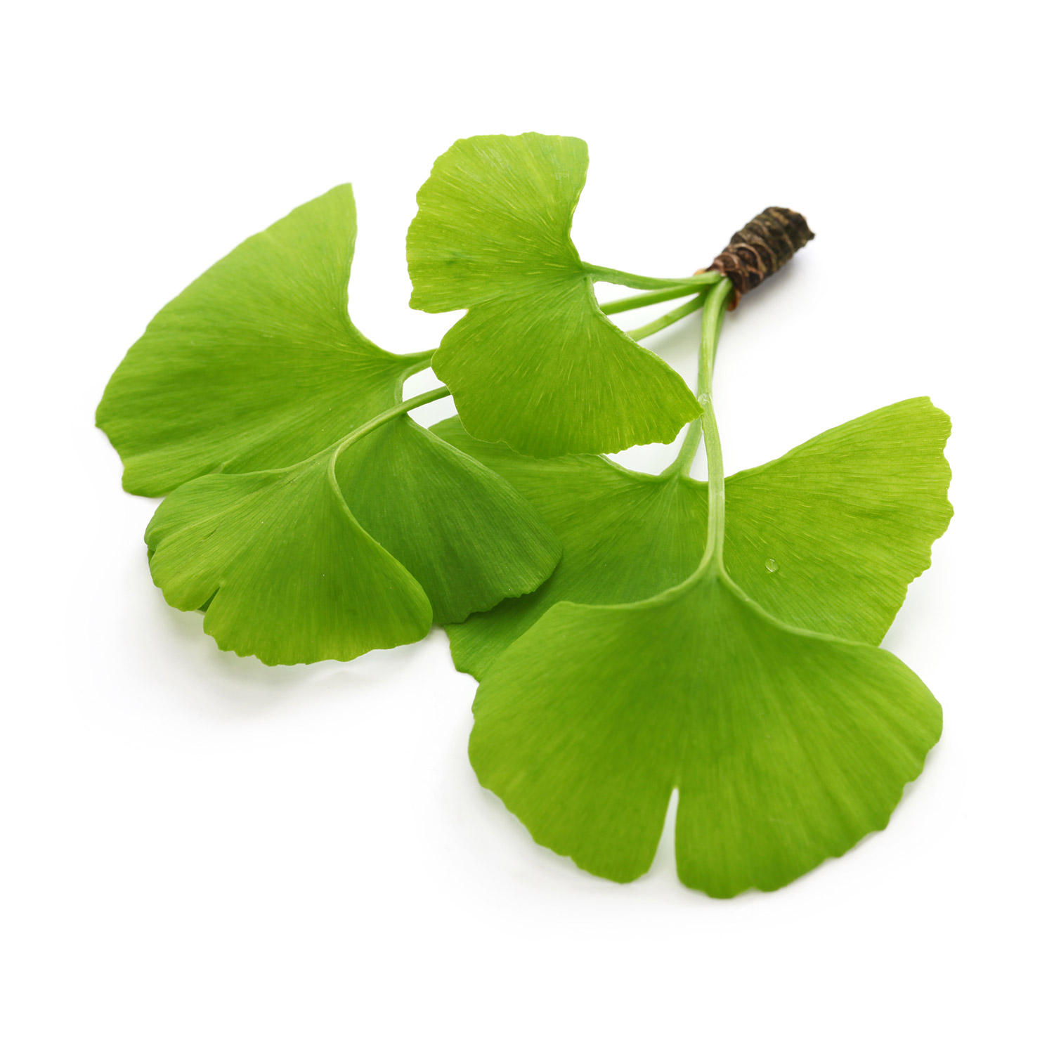 Ginkgo biloba